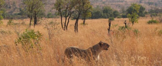 Afrique du sud