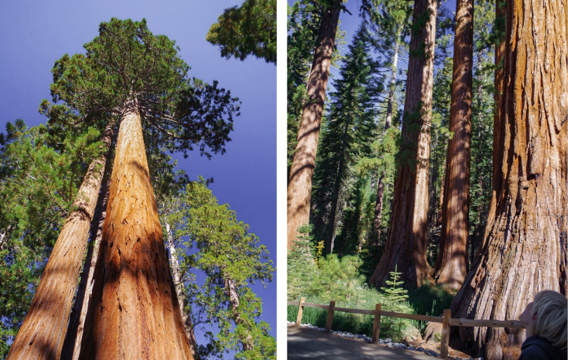 Parc Yosemite