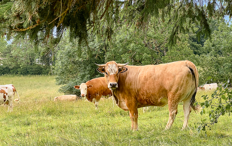 Montagnes du Jura